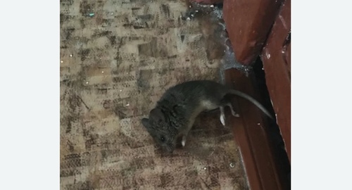 Дезинфекция от мышей в Славгороде